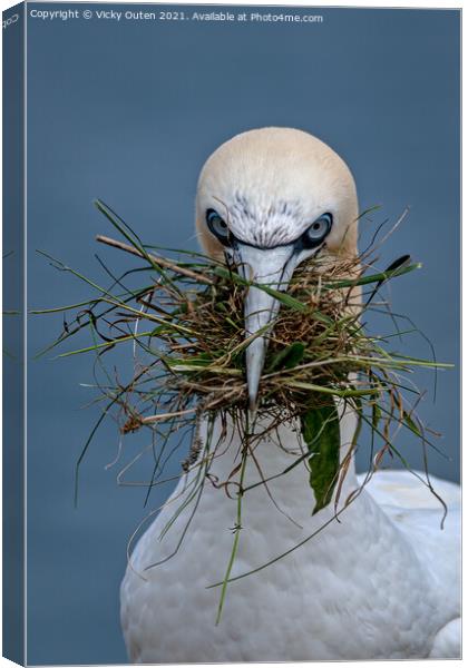 Gannet close up with nesting material  Canvas Print by Vicky Outen