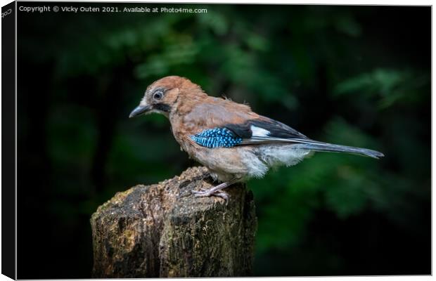 A juvenile jay perched on a tree stump Canvas Print by Vicky Outen