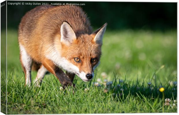 A red fox on the prowl  Canvas Print by Vicky Outen