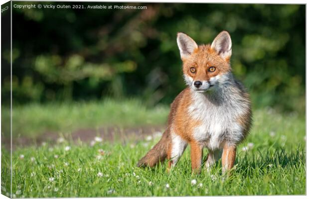 A beautiful vixen fox standing in the grass  Canvas Print by Vicky Outen