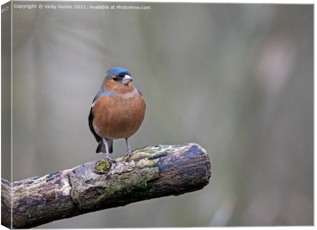 A male chaffinch perched on a tree branch Canvas Print by Vicky Outen