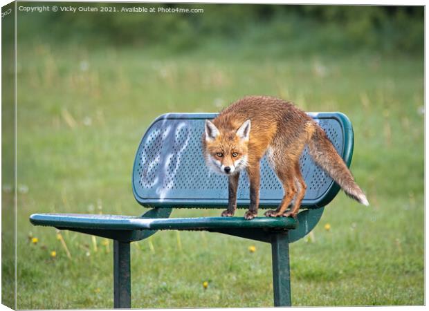 A wet red fox standing on a bench Canvas Print by Vicky Outen