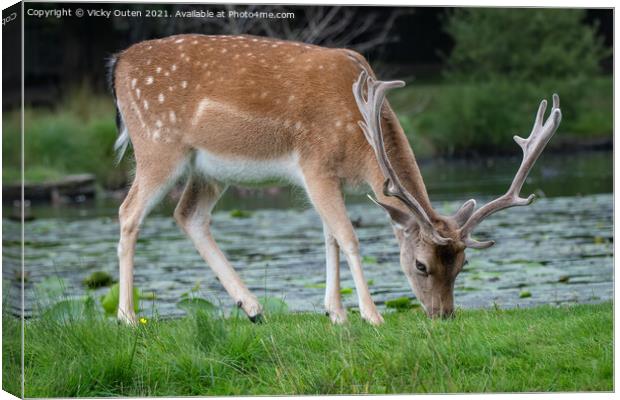 A fallow deer walking in the grass Canvas Print by Vicky Outen