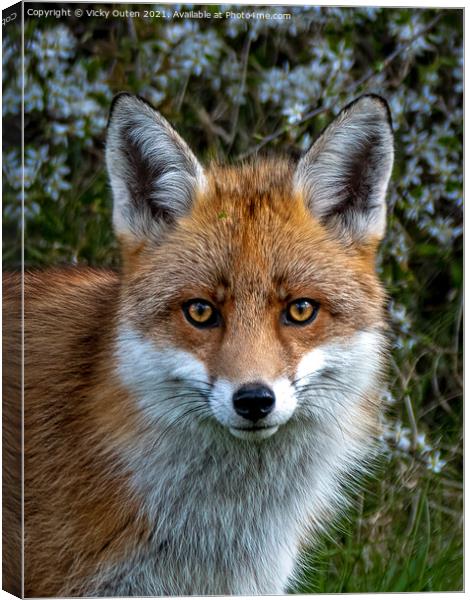 A close up of a red fox Canvas Print by Vicky Outen