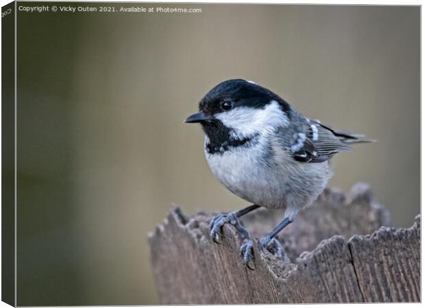 A coal tit perched on a post Canvas Print by Vicky Outen
