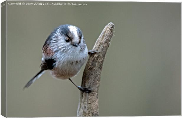 A long tailed tit perched on a branch Canvas Print by Vicky Outen