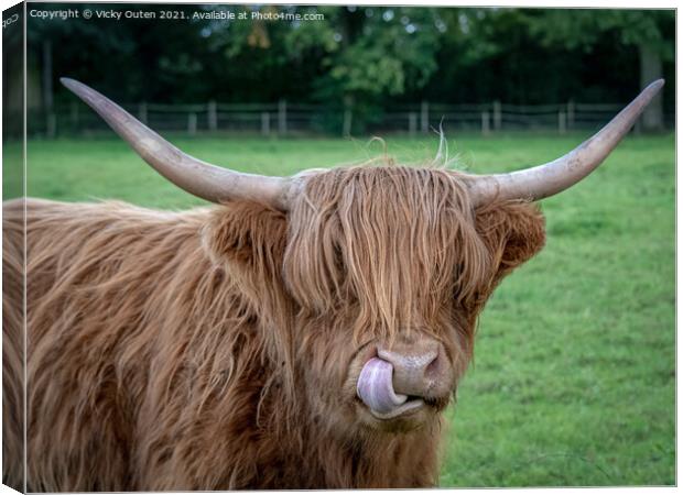 A cheeky highland cow standing on top of a grass c Canvas Print by Vicky Outen