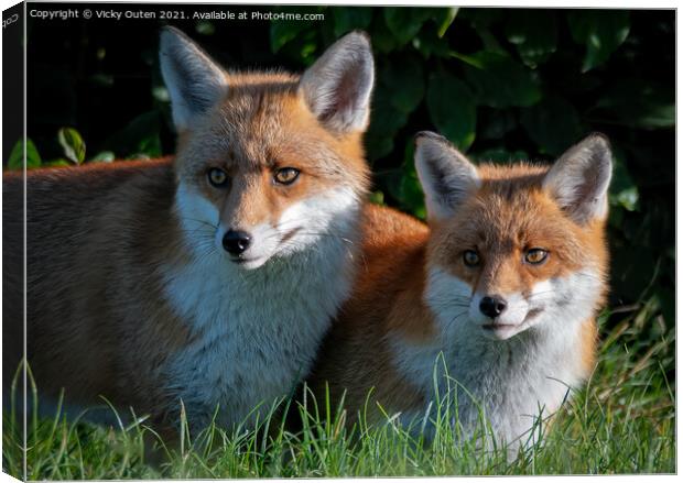A pair of beautiful red foxes standing in the grass  Canvas Print by Vicky Outen