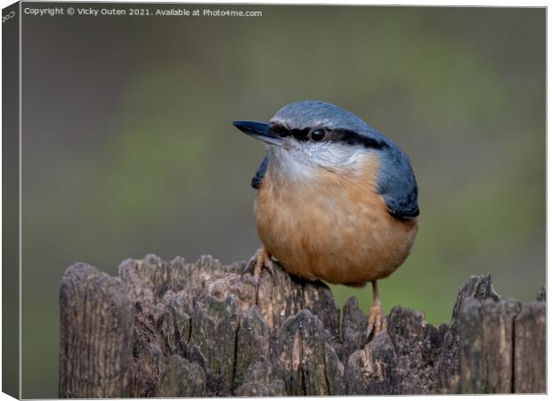 Nuthatch perched on a post Canvas Print by Vicky Outen