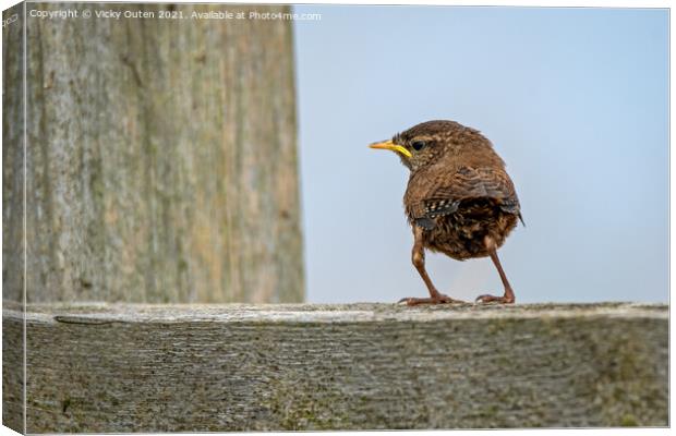 An adorable just fledged wren standing on a fence, Bempton Cliffs, East Yorkshire Canvas Print by Vicky Outen