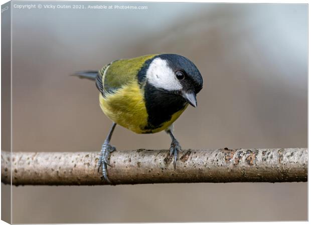 A curious great tit standing on a branch Canvas Print by Vicky Outen