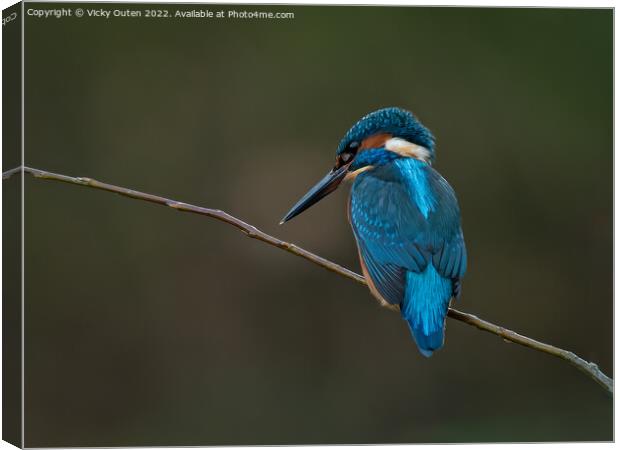 A kingfisher perched on a tree branch Canvas Print by Vicky Outen