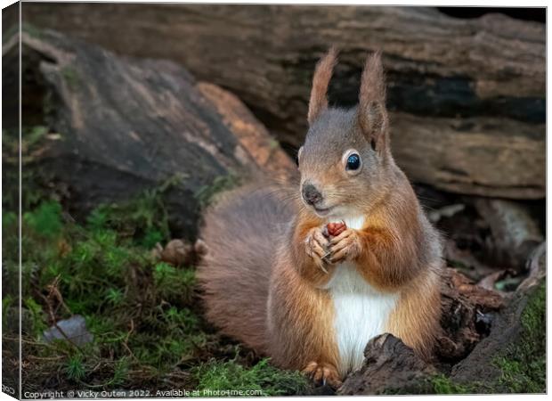 A red squirrel sitting eating a nut in the logs Canvas Print by Vicky Outen