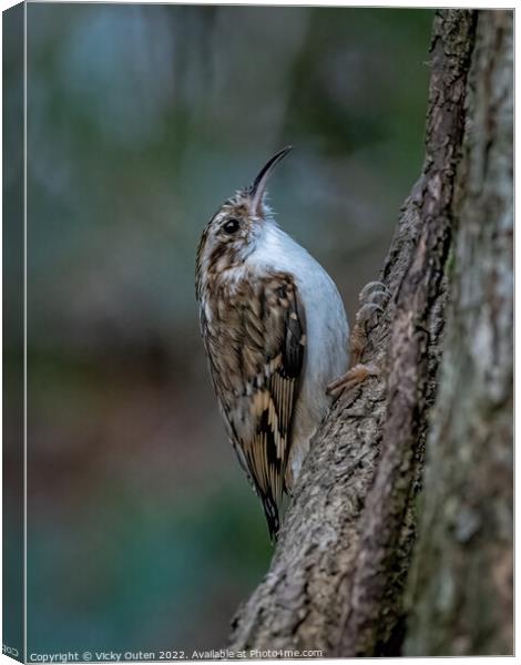 A treecreeper perched on a tree branch Canvas Print by Vicky Outen