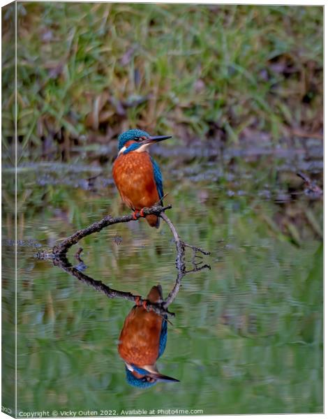 A kingfisher & reflection perched on a tree branch, Merseyside Canvas Print by Vicky Outen