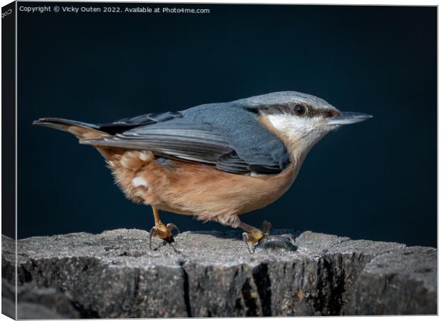 A nuthatch standing on a log  Canvas Print by Vicky Outen