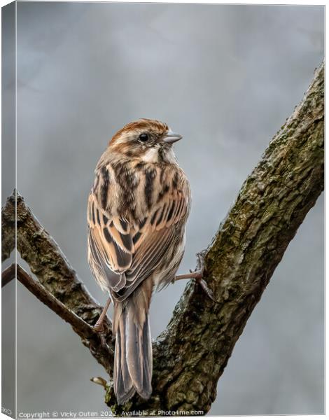 A female reed bunting perched on a tree branch Canvas Print by Vicky Outen