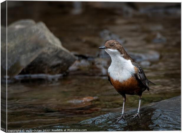 A dipper standing on a wet rock along the river  Canvas Print by Vicky Outen