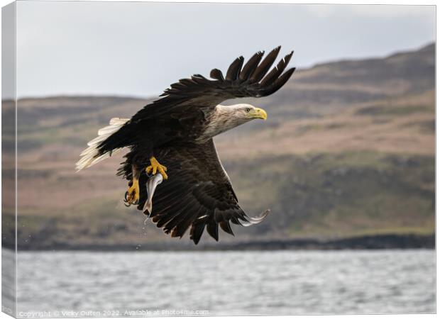A white-tailed sea eagle with a catch flying over a body of water Canvas Print by Vicky Outen