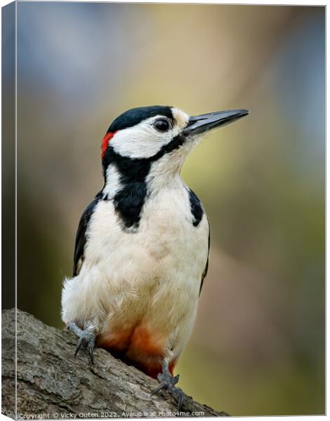 A great spotted woodpecker perched on a branch Canvas Print by Vicky Outen