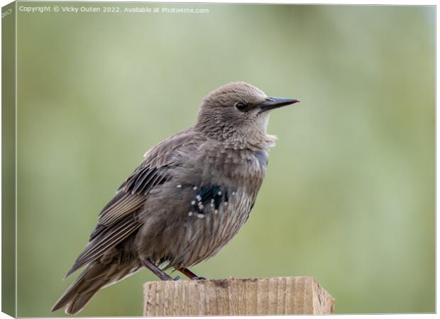 A juvenile starling perched on top of a wooden post Canvas Print by Vicky Outen