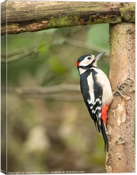 Great spotted woodpecker perched on a tree branch Canvas Print by Vicky Outen