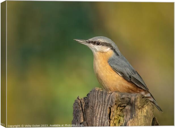 A nuthatch perched on a post Canvas Print by Vicky Outen