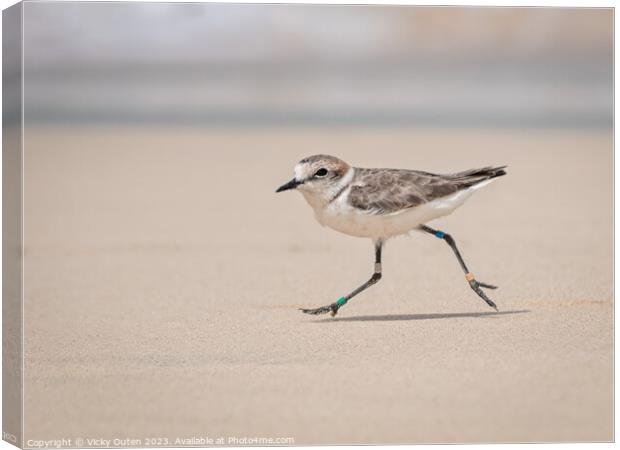 Kentish plover running along the beach Canvas Print by Vicky Outen