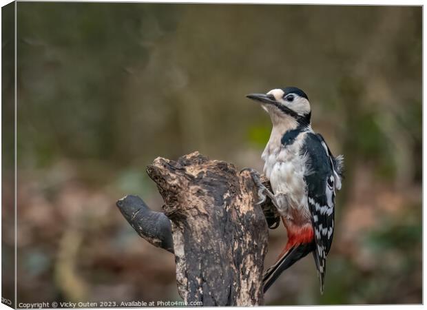 A great spotted woodpecker perched on a tree stump Canvas Print by Vicky Outen