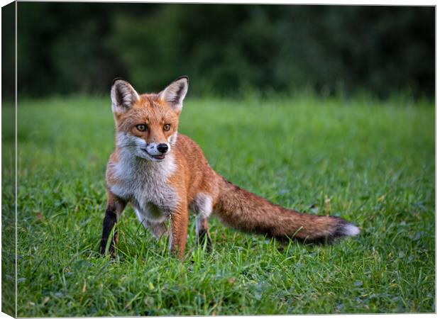 Red fox  Canvas Print by Vicky Outen