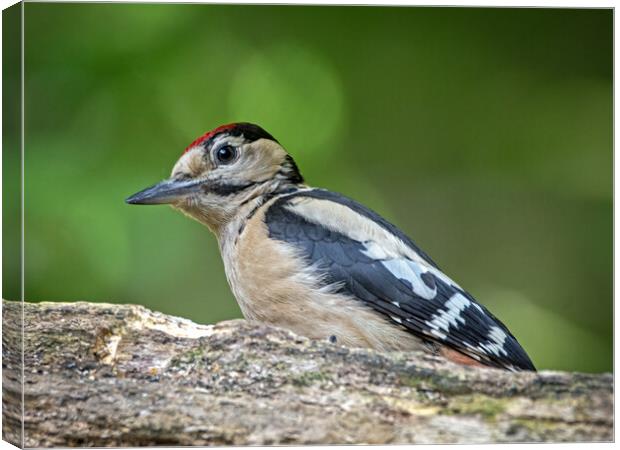 Great spotted woodpecker  Canvas Print by Vicky Outen