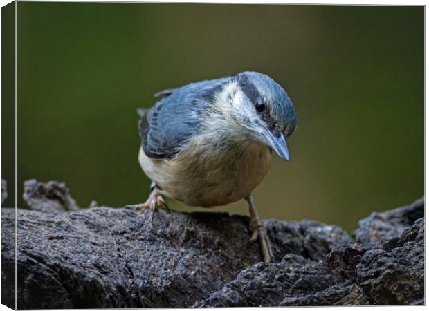 Nuthatch Canvas Print by Vicky Outen