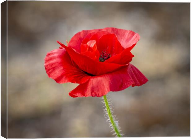 Single red poppy at Lytham St Annes  Canvas Print by Vicky Outen