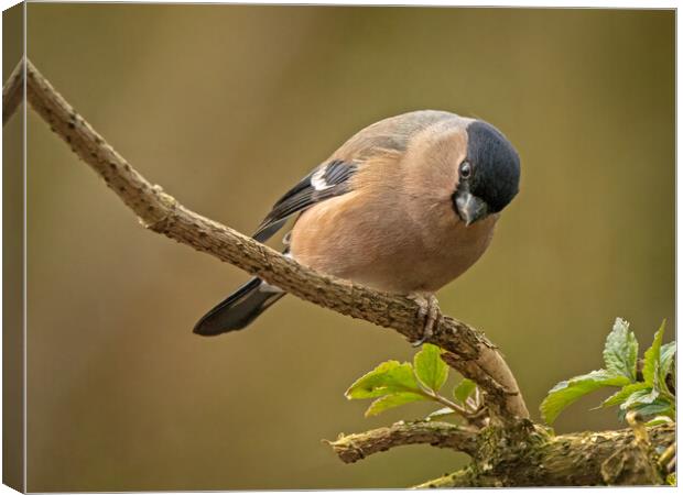 Female bullfinch Canvas Print by Vicky Outen