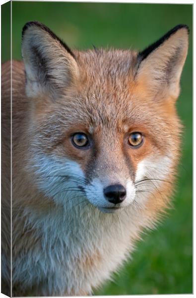 A close up of a red fox Canvas Print by Vicky Outen