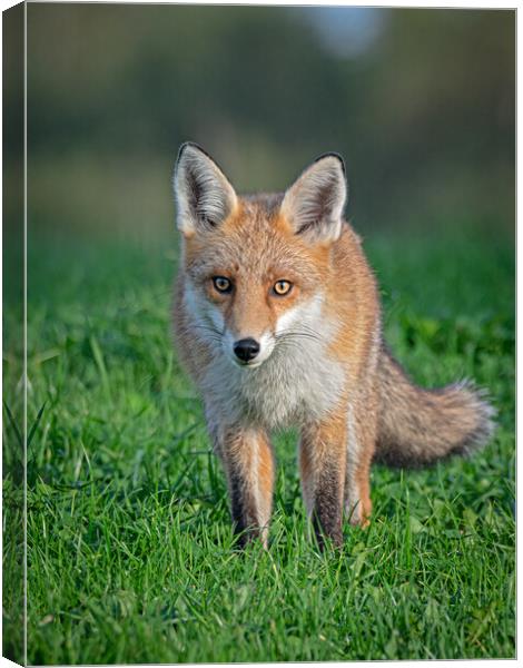 Red fox Canvas Print by Vicky Outen