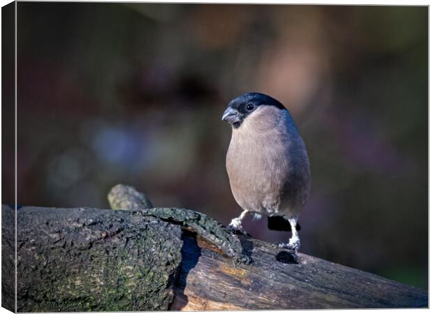 Female bullfinch Canvas Print by Vicky Outen