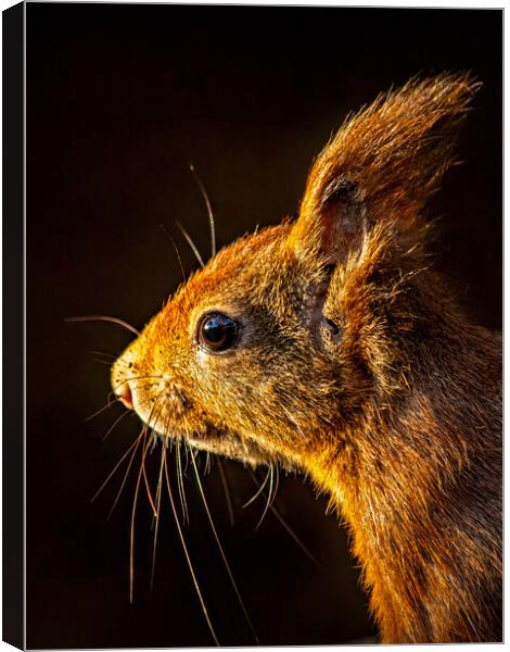 Red squirrel portrait in beautiful light Canvas Print by Vicky Outen