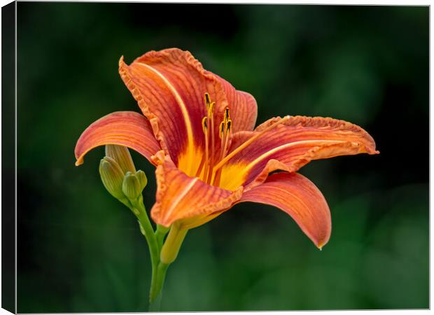 orange flower Canvas Print by Vicky Outen