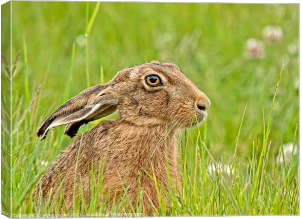 Hare  Canvas Print by Vicky Outen