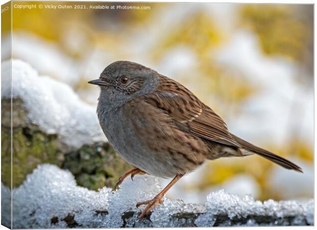 Dunnock standing in the snow Canvas Print by Vicky Outen