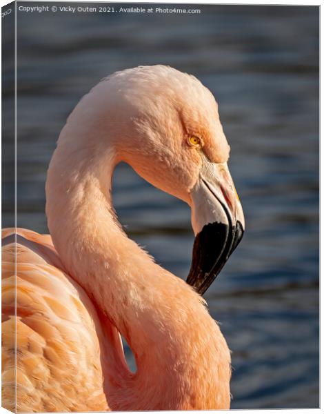 Flamingo in the evening sun Canvas Print by Vicky Outen