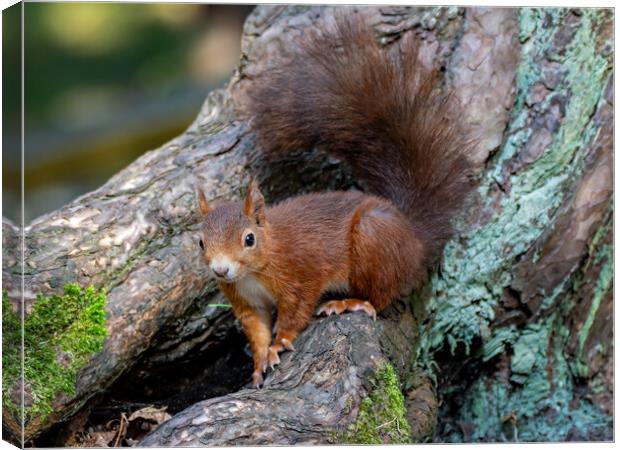 A red squirrel standing on a log Canvas Print by Vicky Outen