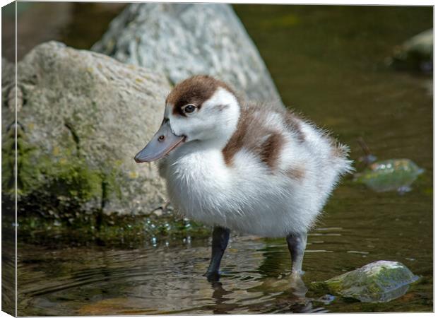 A shelduckling standing in a body of water Canvas Print by Vicky Outen