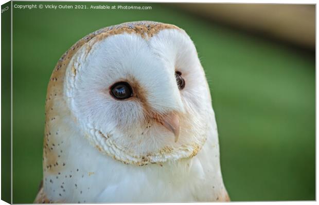 Beautiful barn owl  Canvas Print by Vicky Outen