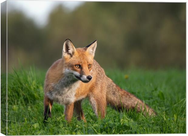 A red fox on alert in the grass Canvas Print by Vicky Outen