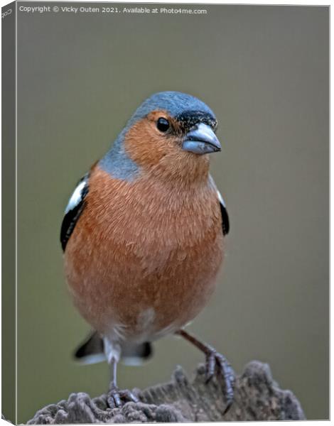 Male chaffinch sat on a post  Canvas Print by Vicky Outen