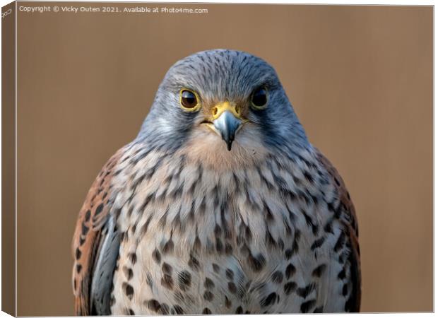 Kestrel watching you, watching me Canvas Print by Vicky Outen