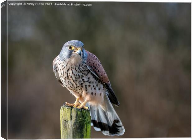 Kestrel perched on a post Canvas Print by Vicky Outen