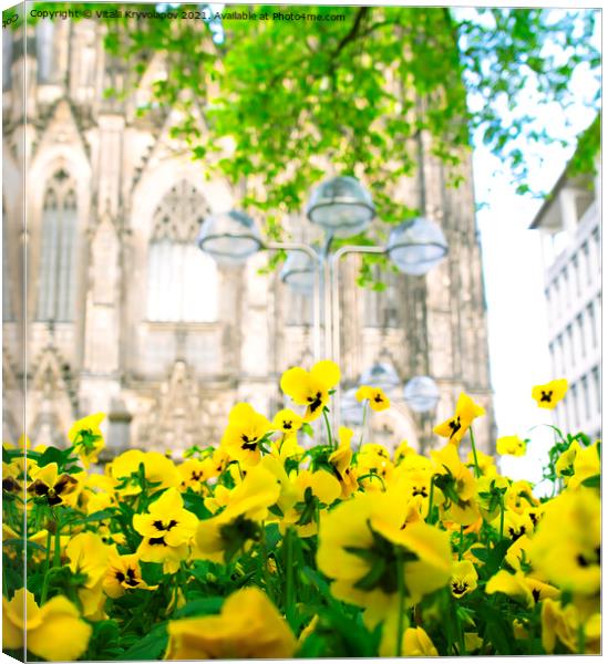 Yellow flowers. Cologne. Canvas Print by Vitalii Kryvolapov